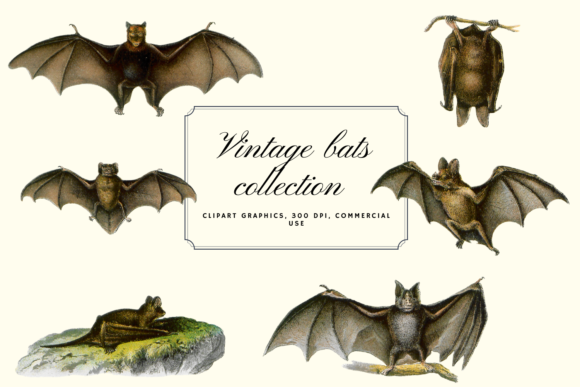 Download Vintage Bats Collection, Creepy Graphics - Collection Collection